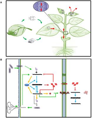 Small RNA Based Genetic Engineering for Plant Viral Resistance: Application in Crop Protection